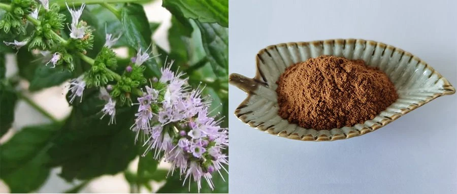 Spearmint Extract Powder