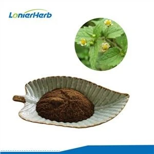 Extrato de Black Cohosh em Pó